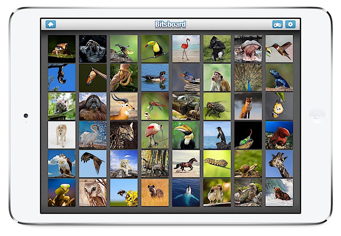Flashcards Explore Game