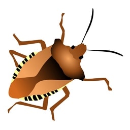 bug