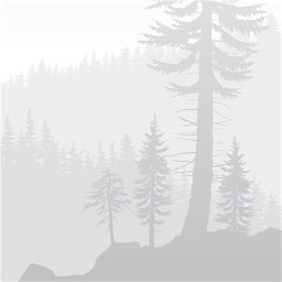 fog
