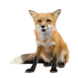 Fox picture for CVC short vowel mixed review
