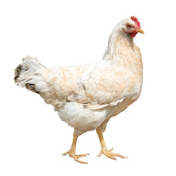 hen